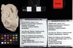 Foto (Objket + Etiketten) von Bullariscus arcuotorus (Robins, Feldmann & Schweitzer, 2013) 